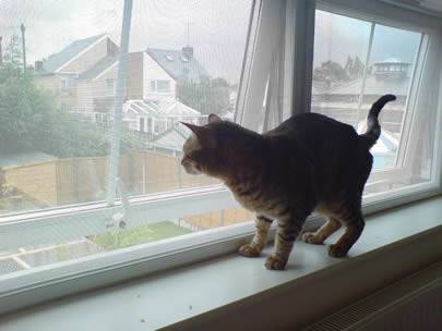 Un gato se está colocando en el alféizar, y la ventana se hace de la pantalla galvanizada del insecto.