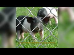 Malla de alambre galvanizado para cercas de perímetro American Temp Chain Link, 6 pies x 8 pies, paneles de patrulla GAW