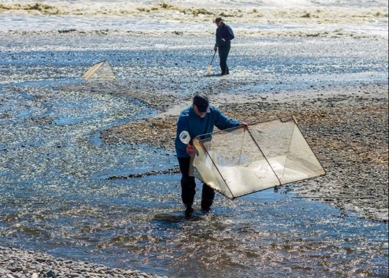 10 mallas x 10 mallas de aleación Whitebait Mesh para la reparación de redes de Whitebait o la fabricación de pantallas