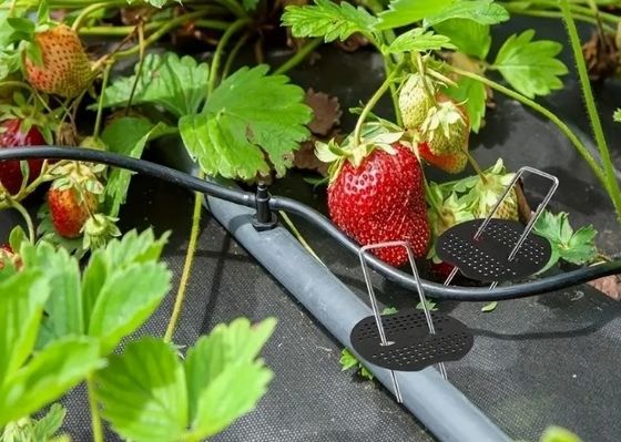 Red de insectos Fijación Peg Césped Fijación SOD grapas de acero galvanizado Uña de jardín